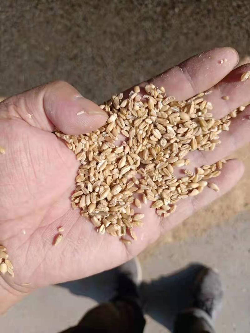 厂家一手货源，优质大颗粒碎麦，无霉变，无土，无沙，
