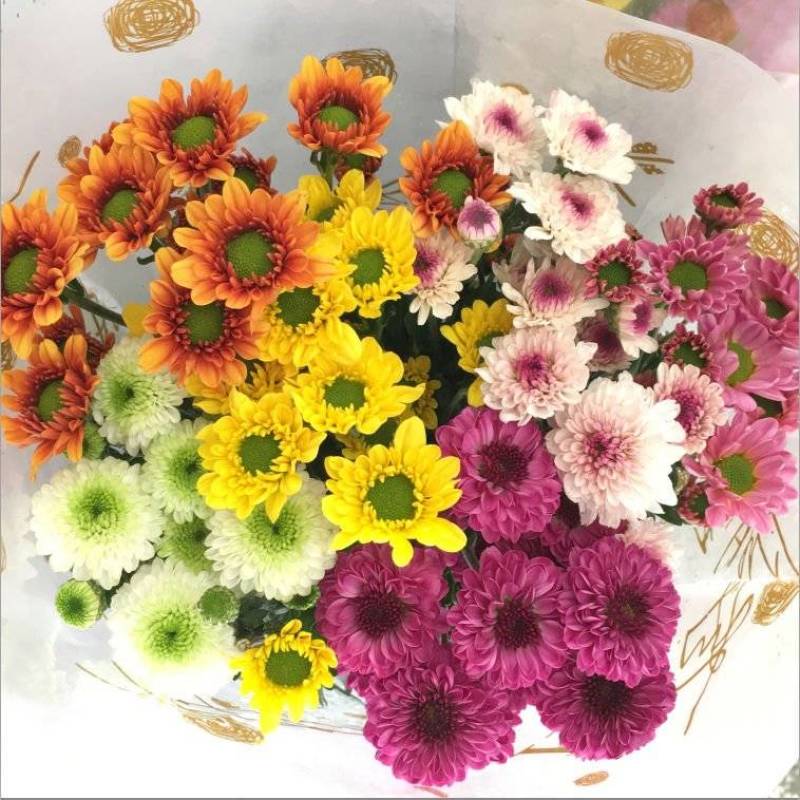 昆明云南小菊花基地直销，颜色规格齐全，现摘现发