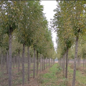 白蜡树。河南鑫源苗木基地长年大量供应5一18公分白蜡树