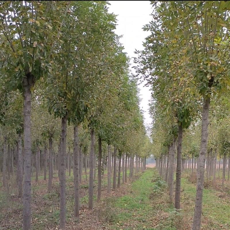 白蜡树。河南鑫源苗木基地长年大量供应5一18公分白蜡树