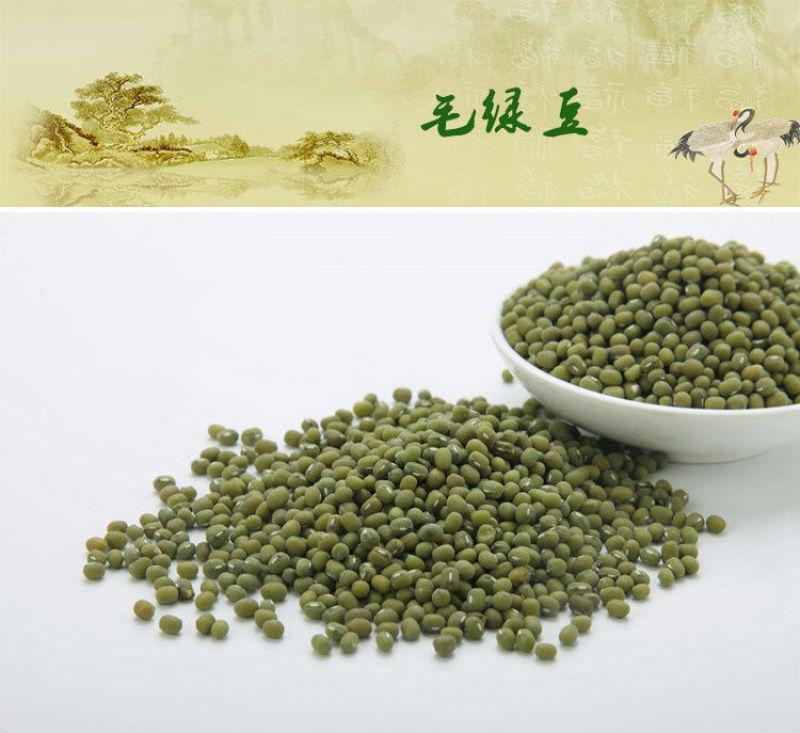 【产地直】新毛绿豆5斤大粒老品种农家绿豆发豆超值包邮