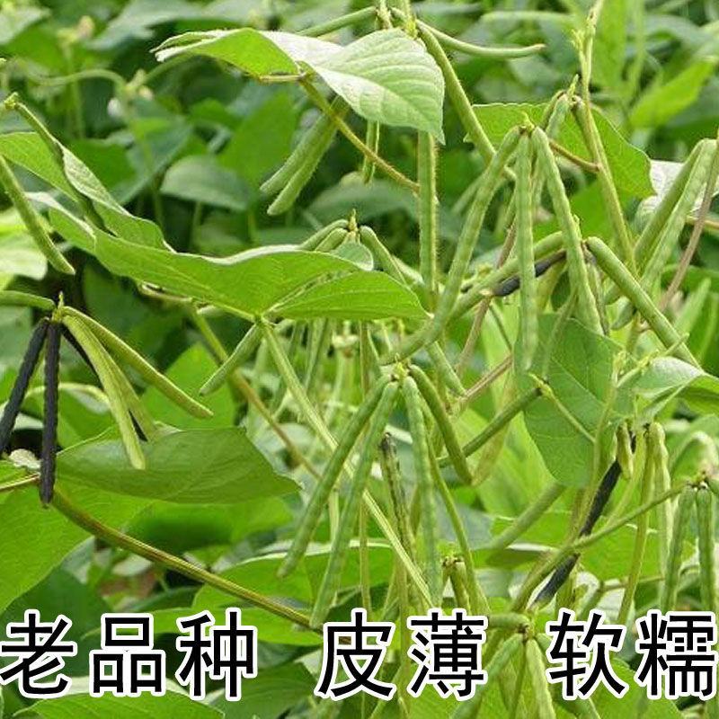 【产地直】新毛绿豆5斤大粒老品种农家绿豆发豆超值包邮