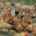 土1.8，均重3.9斤，9000羽，鸡健康放养毛水漂宾阳