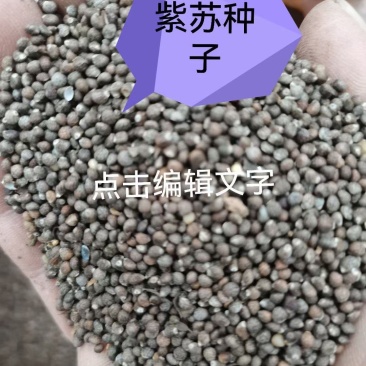 苏子