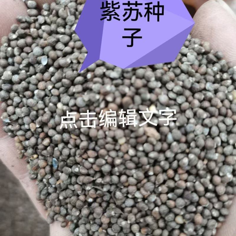 苏子