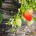 藏香，久久草莓，种植，自产自销大量供应