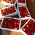 藏香，久久草莓，种植，自产自销大量供应