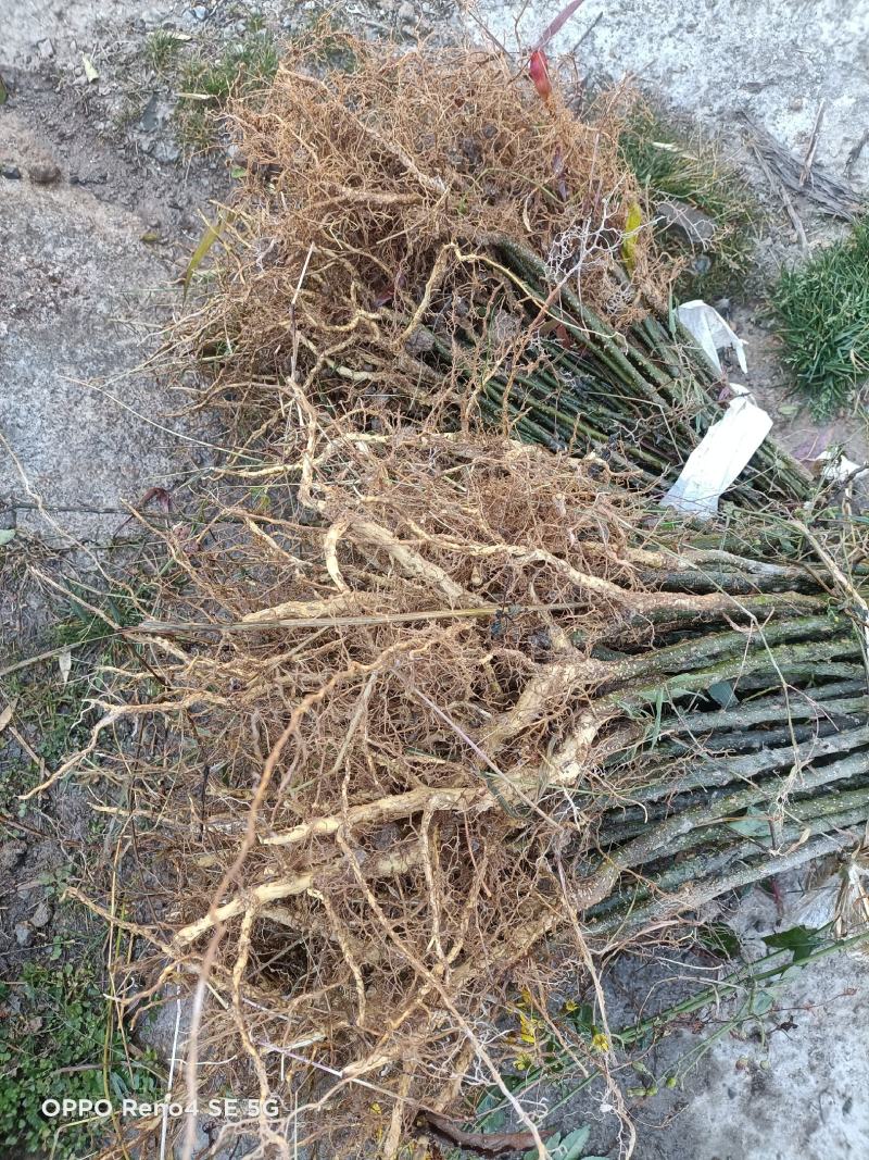 二年的贡椒苗，根细好，成活率高。好调料认准汉源花椒。