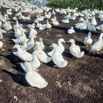白鸭，54天，均重7.7斤，1800羽，南宁，3字头