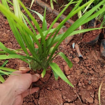 吉祥草小杯苗，10袋吉祥草，各种苗木规格，吉祥