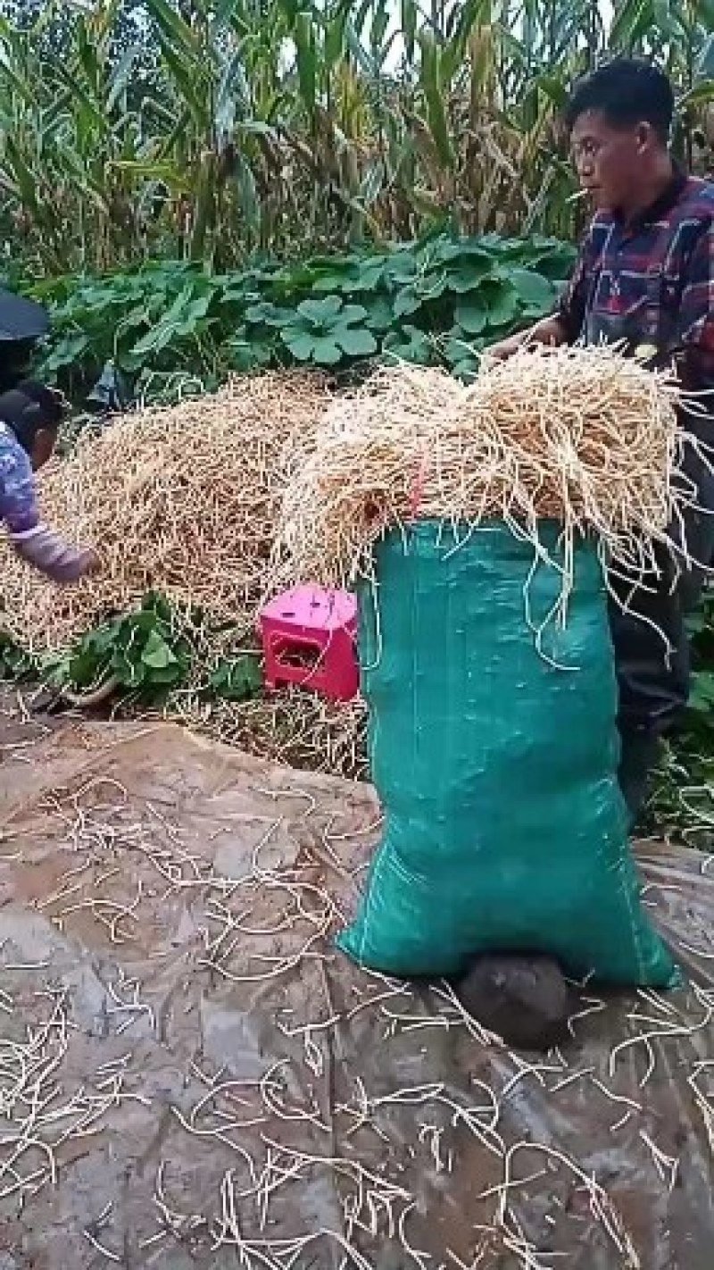 鱼腥草