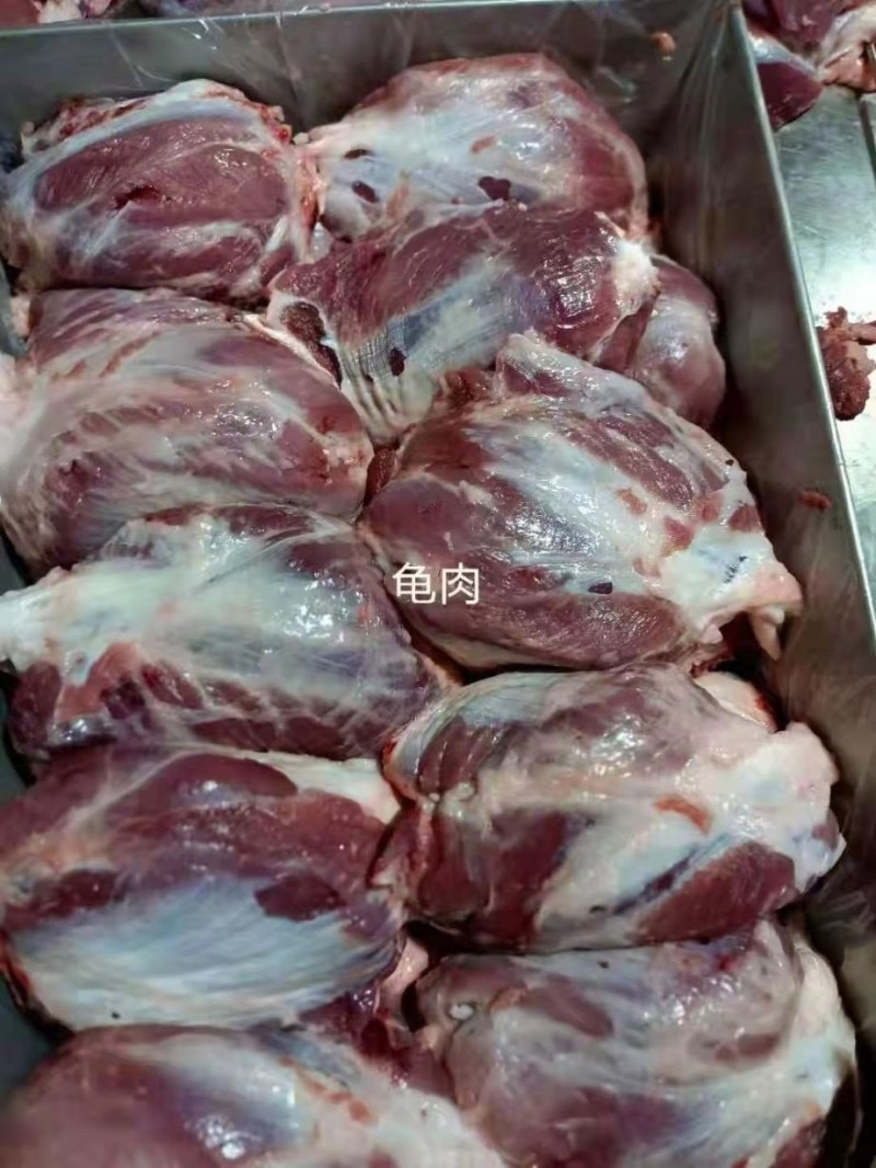 母猪龟健肉，28500需要的老板联系