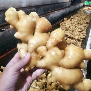 优选山东优质生姜，产地，辣味十足，货源充足，价格便宜
