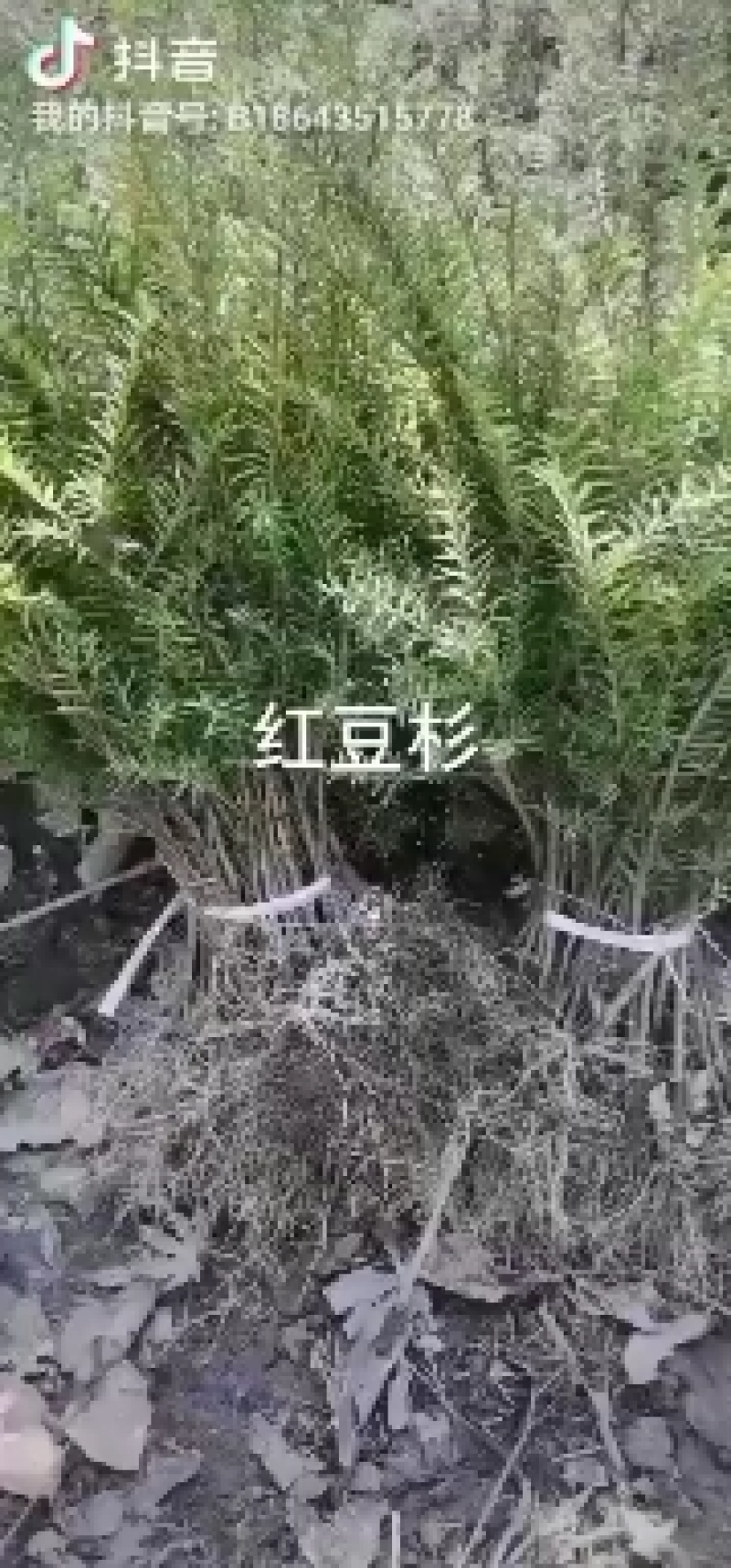 东北红豆杉籽播苗，杯苗，扦插苗，