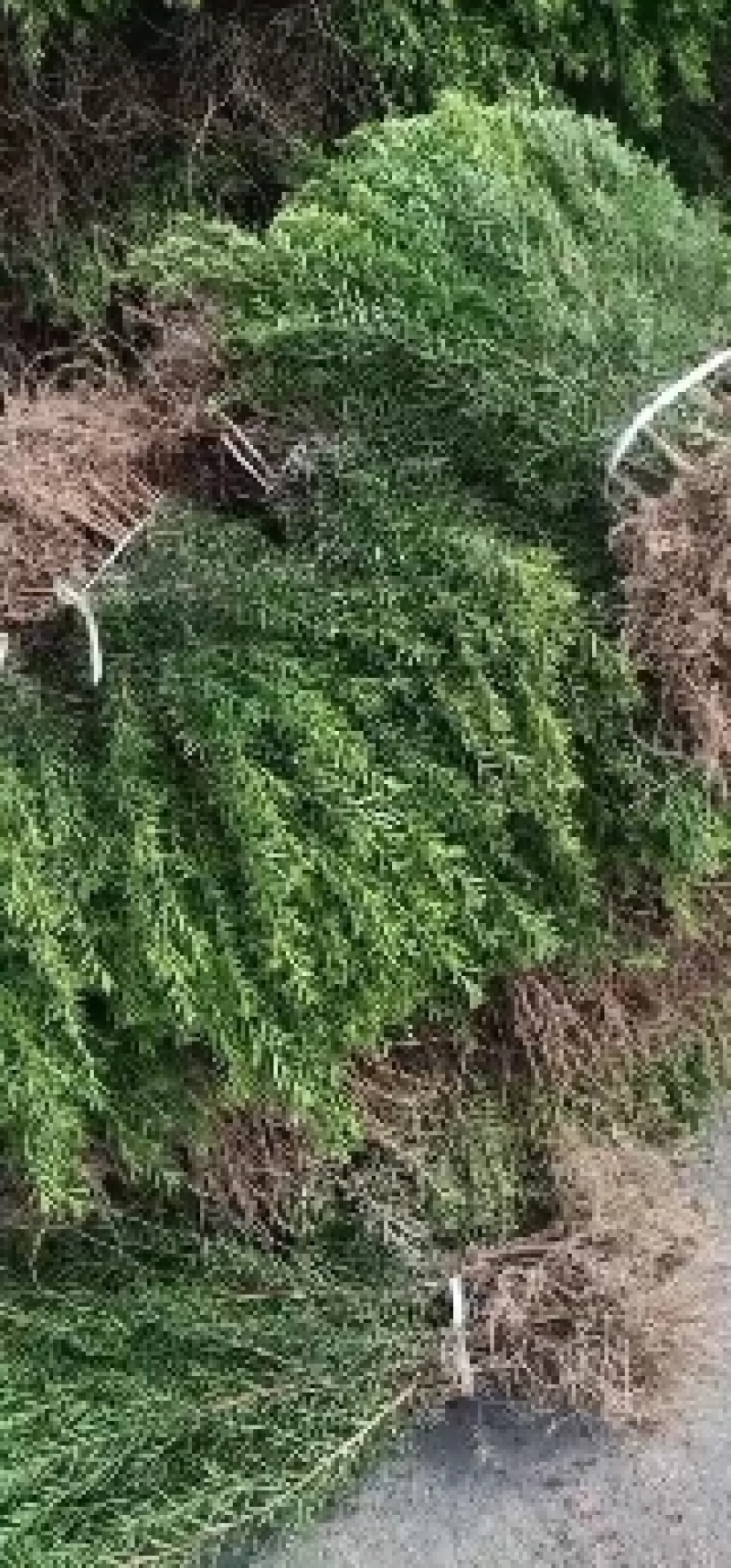 东北红豆杉籽播苗，杯苗，扦插苗，