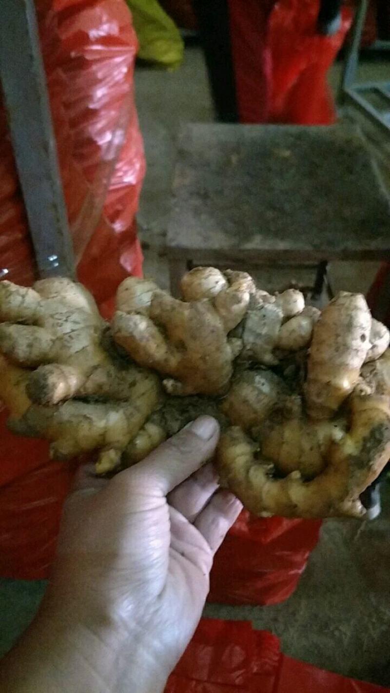 优选山东优质生姜，产地，辣味十足，货源充足，价格便宜
