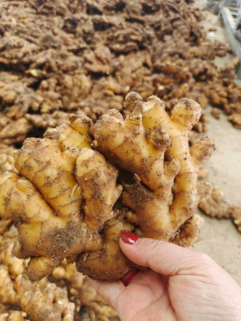 优选山东优质生姜，产地，辣味十足，货源充足，价格便宜