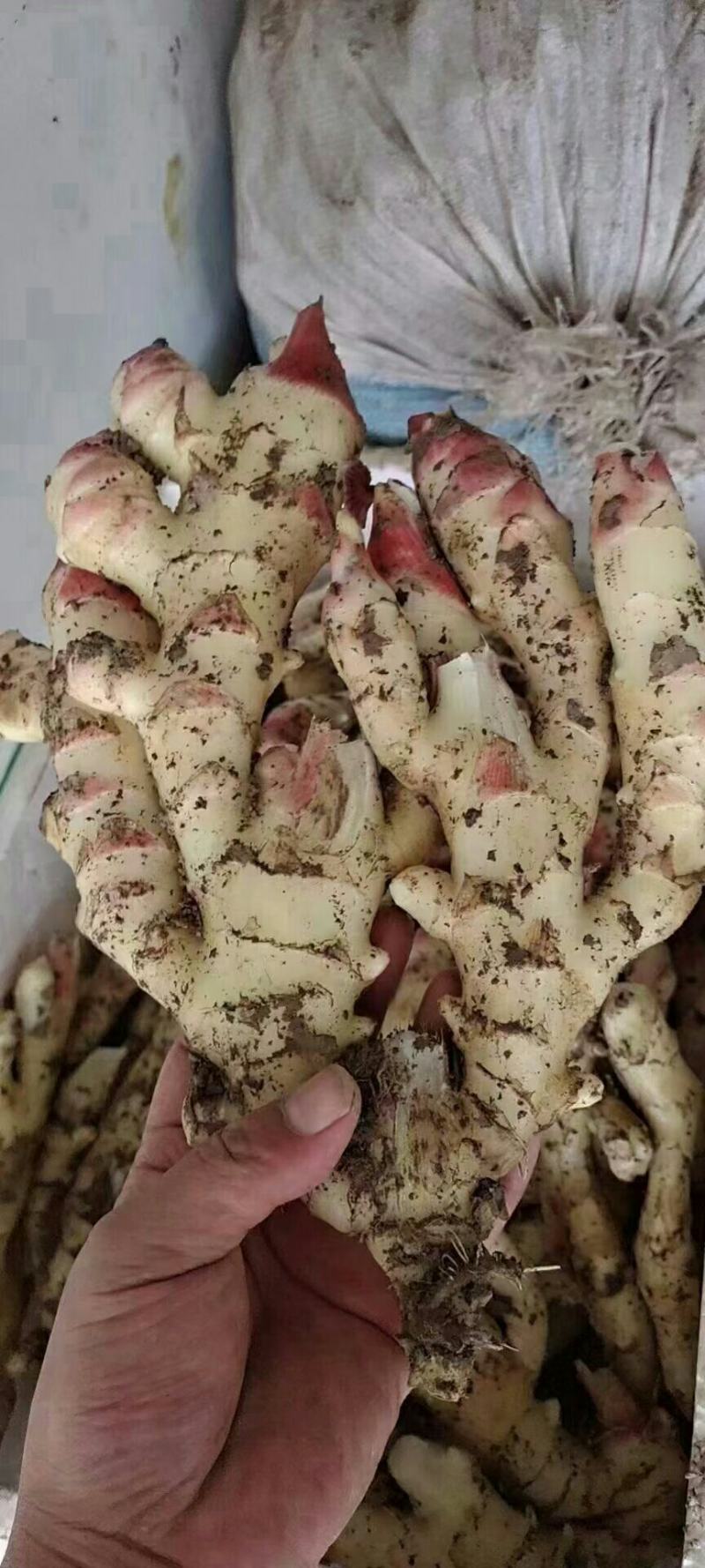 优选山东优质生姜，产地，辣味十足，货源充足，价格便宜