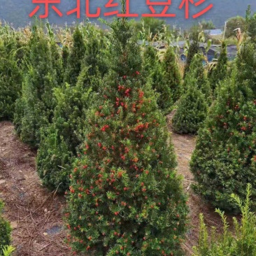 东北红豆杉籽播苗，杯苗，扦插苗，