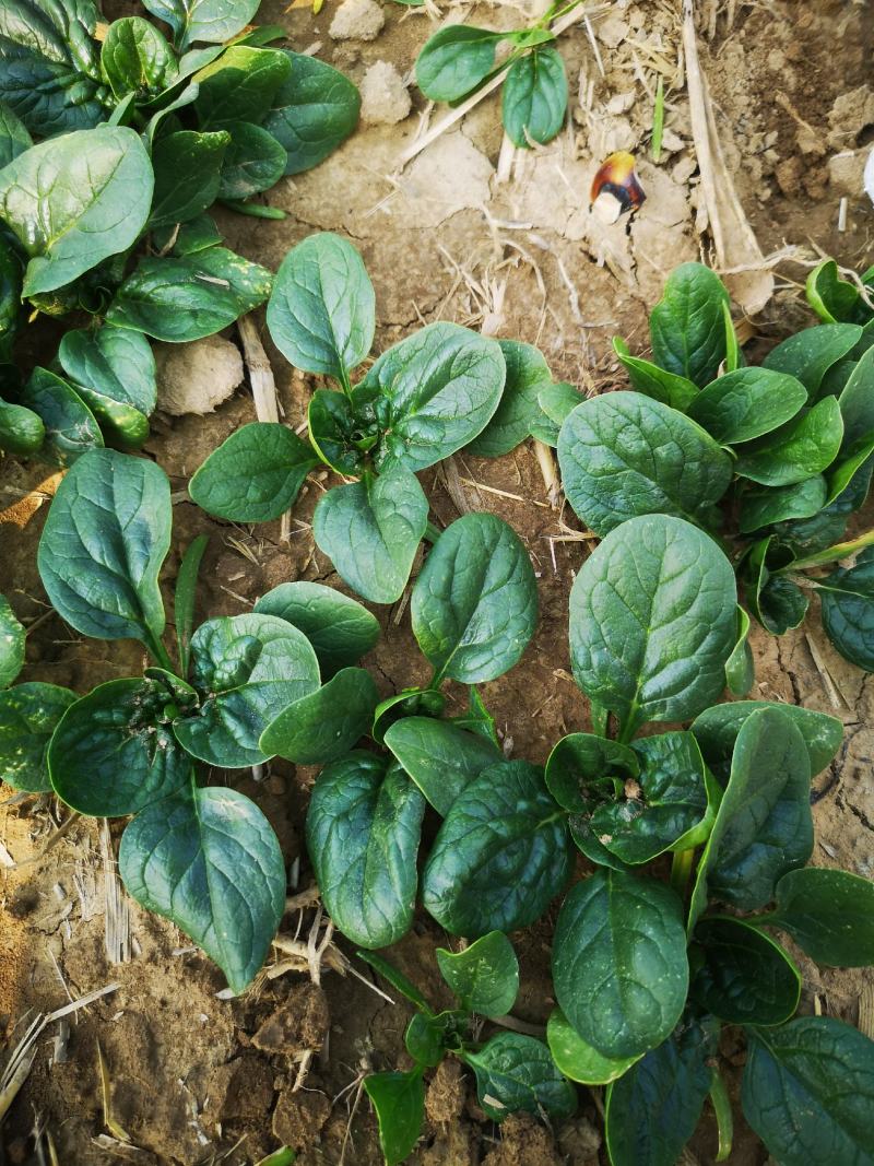 陆地精品小菠菜,大量开始出货,大量好货手工干净