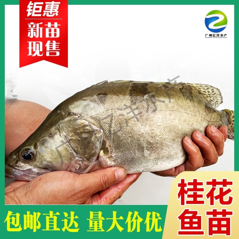 桂鱼苗鳜鱼淡水活体养殖鱼苗基地供应包邮直达