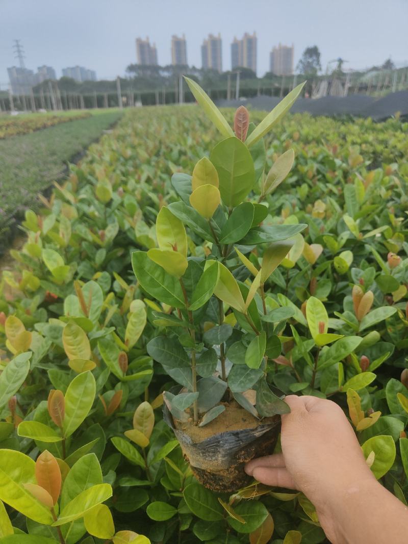 新加坡大叶/新奇士/细叶/本地龙船花5斤7斤均有货