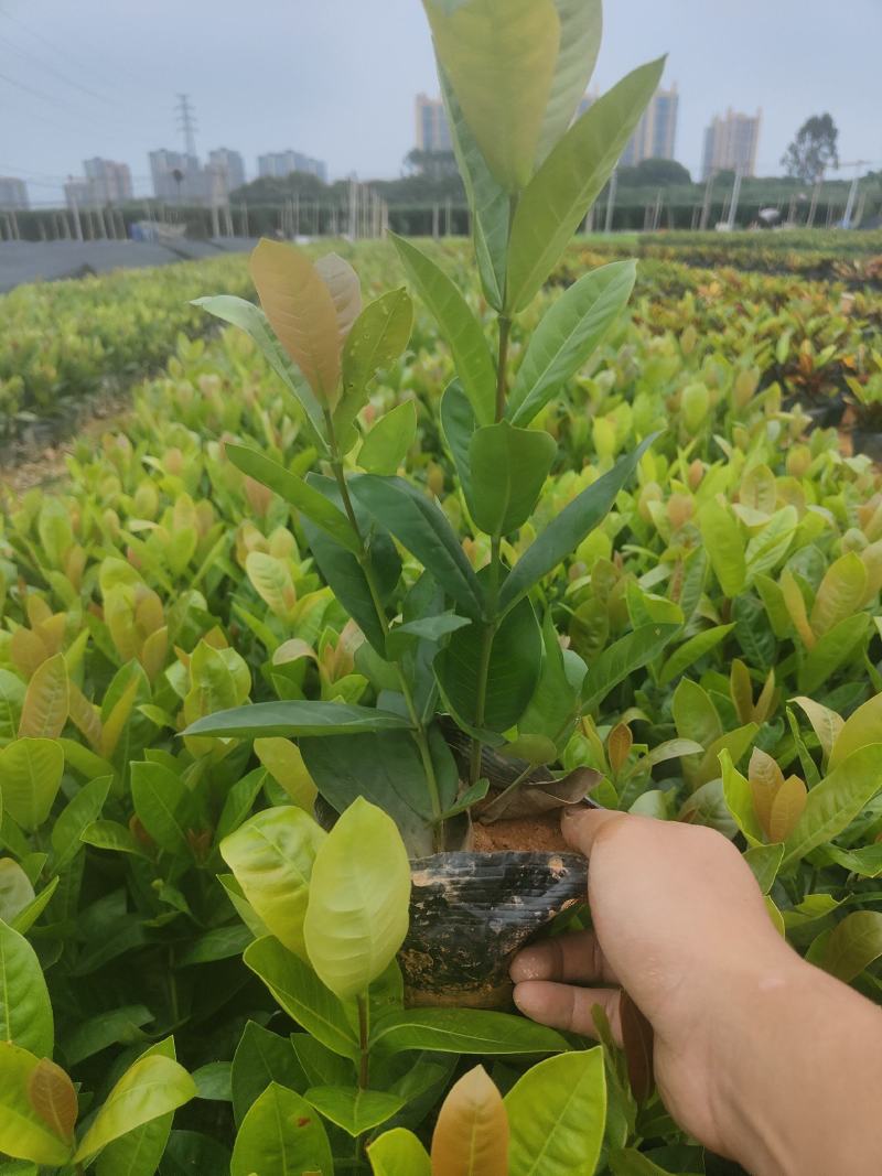 新加坡大叶/新奇士/细叶/本地龙船花5斤7斤均有货