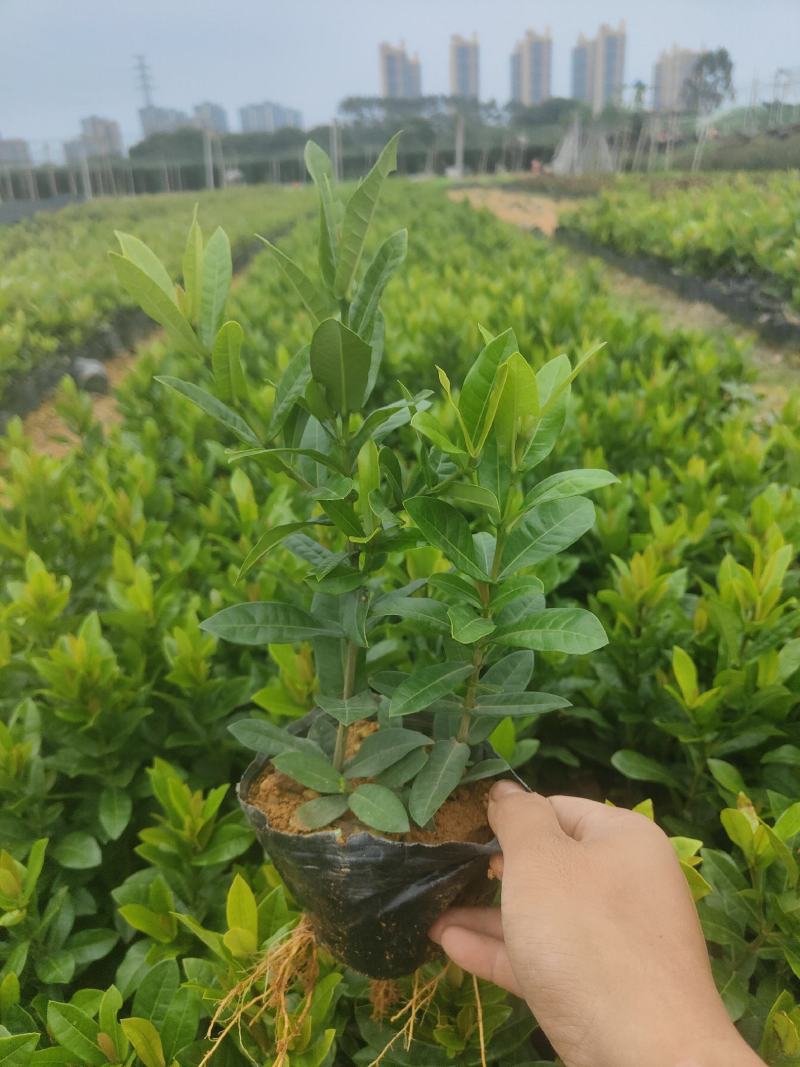 新加坡大叶/新奇士/细叶/本地龙船花5斤7斤均有货