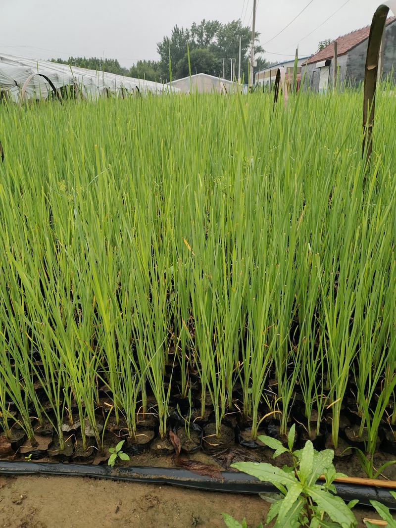 芦苇水生植物生产基地水生植物种植户水生