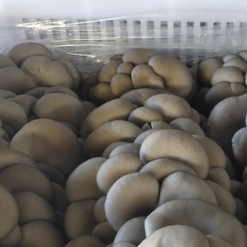 平菇鲜货