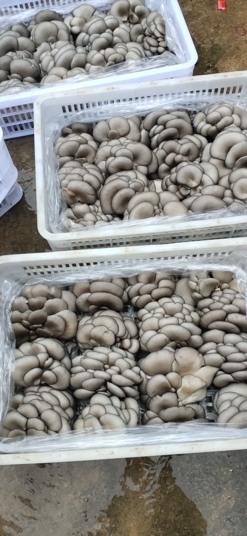 平菇鲜货