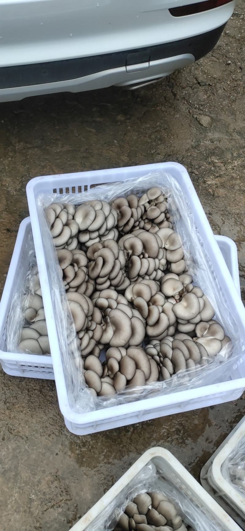 平菇鲜货