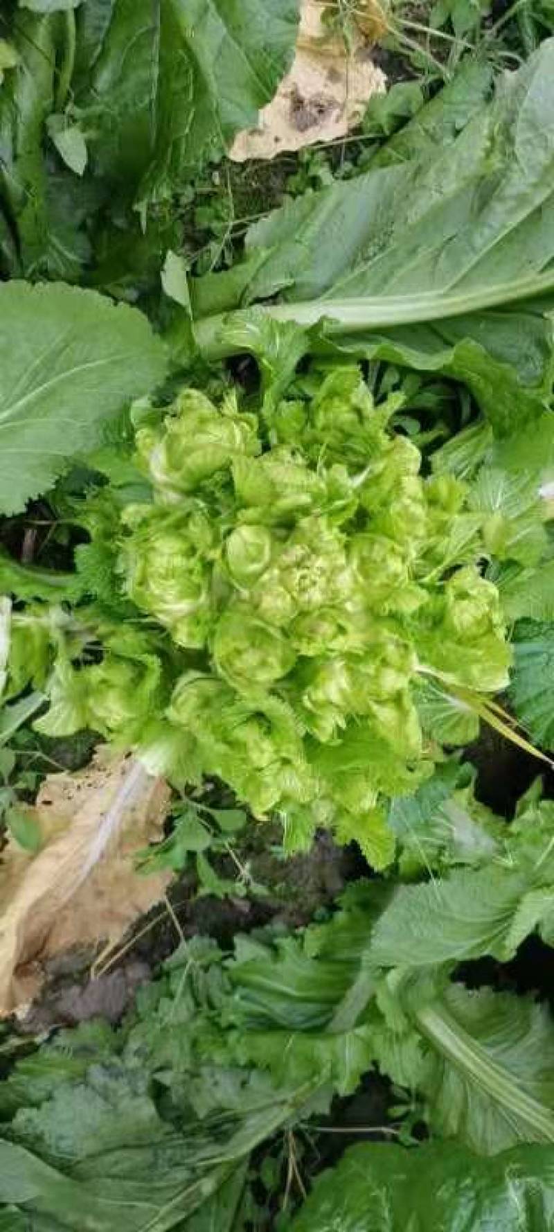 儿菜（广汉向阳）10亩地好货。