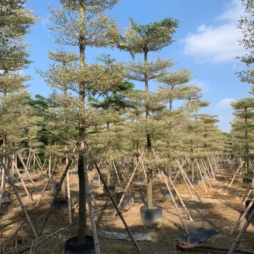 锦叶榄仁.红千层.桃花芯木.阴香