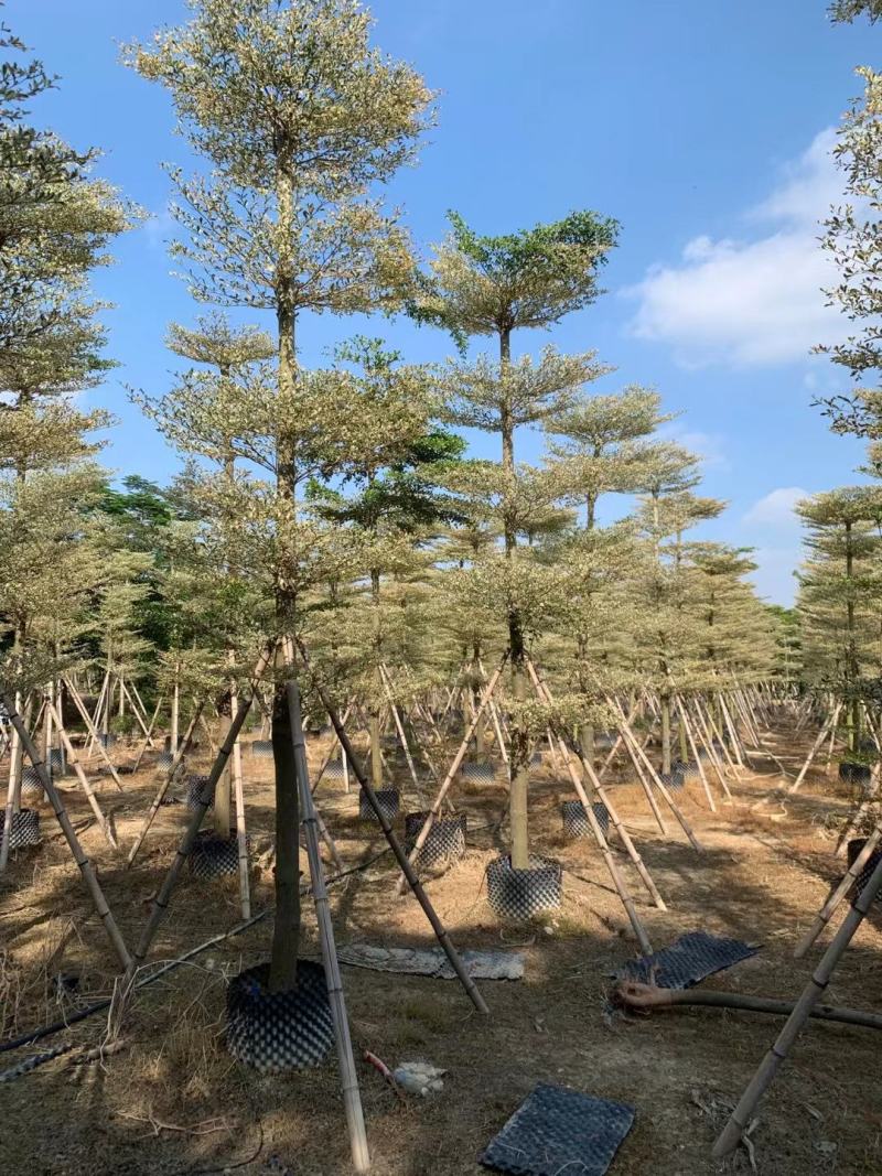 锦叶榄仁.红千层.桃花芯木.阴香