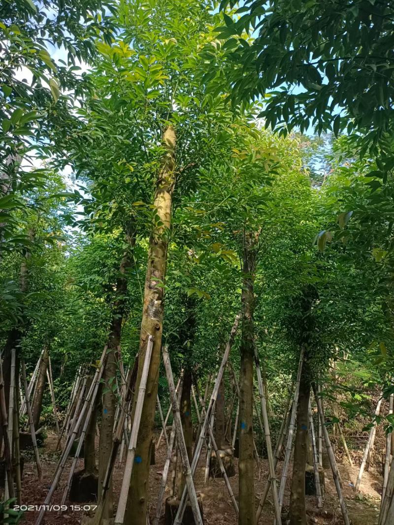 锦叶榄仁.红千层.桃花芯木.阴香