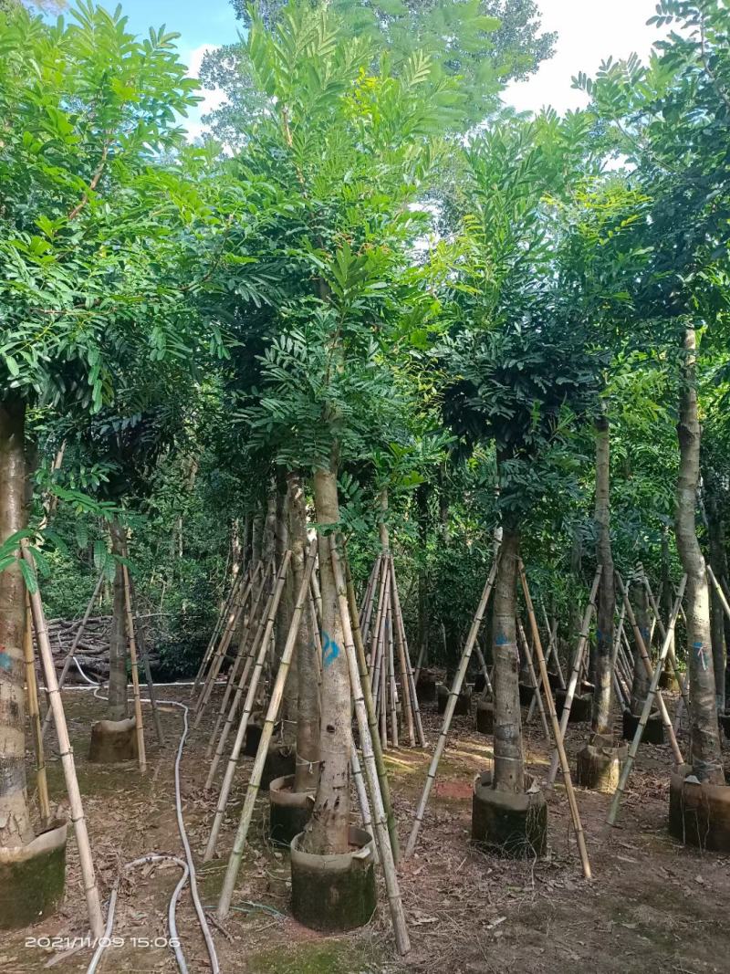 锦叶榄仁.红千层.桃花芯木.阴香