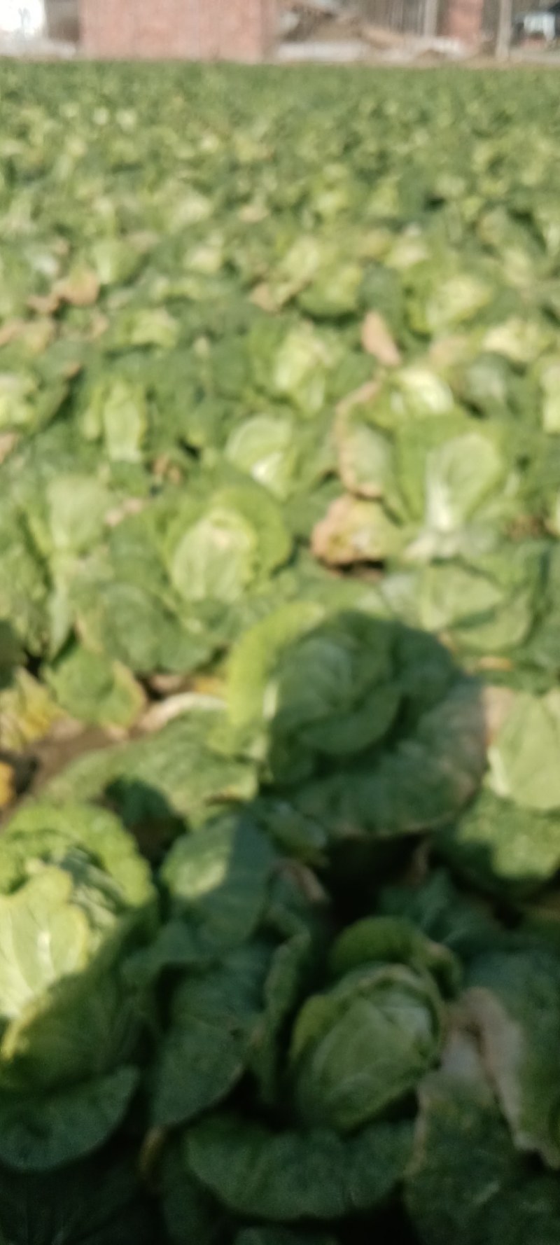 扶沟县娃娃菜黄心菜，欢迎新老朋友前来购买，河南