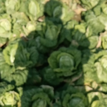 扶沟县娃娃菜黄心菜，欢迎新老朋友前来购买，河南