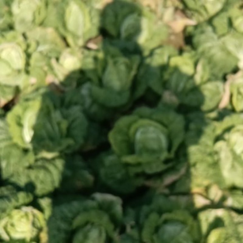 扶沟县娃娃菜黄心菜，欢迎新老朋友前来购买，河南