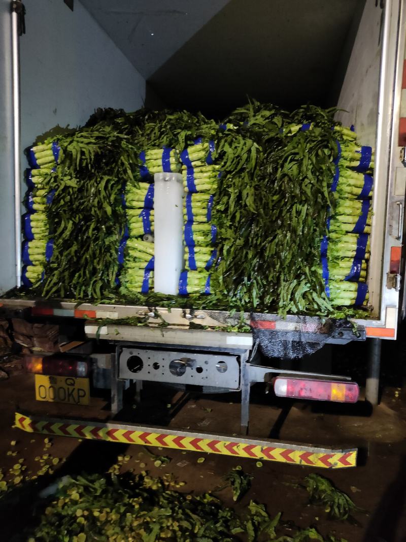 红莴笋红尖叶莴苣产地货源充足价格低质量好！