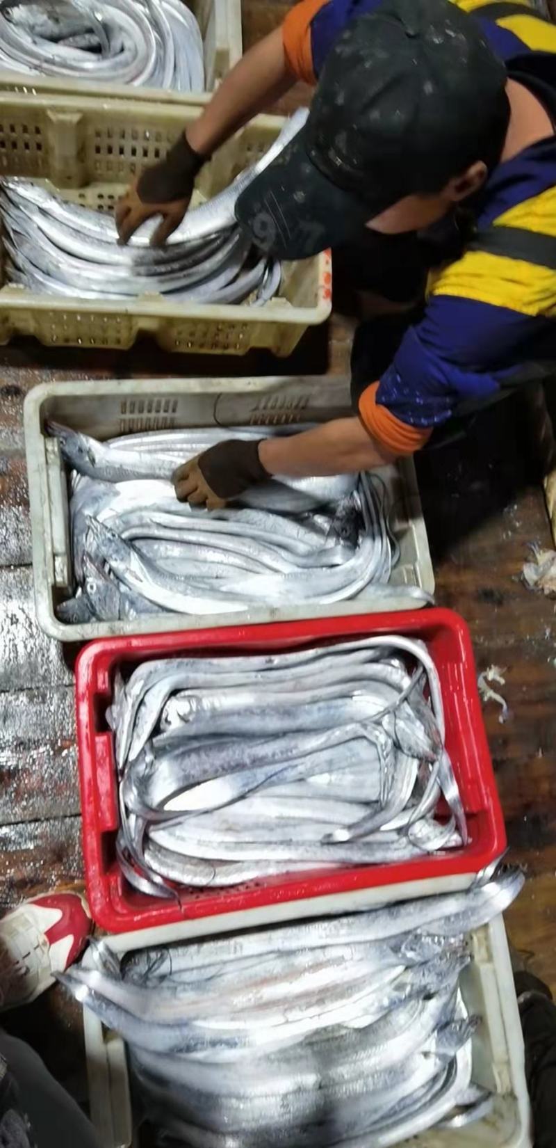 刀鱼鲅鱼