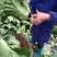 高山生态养生大白菜