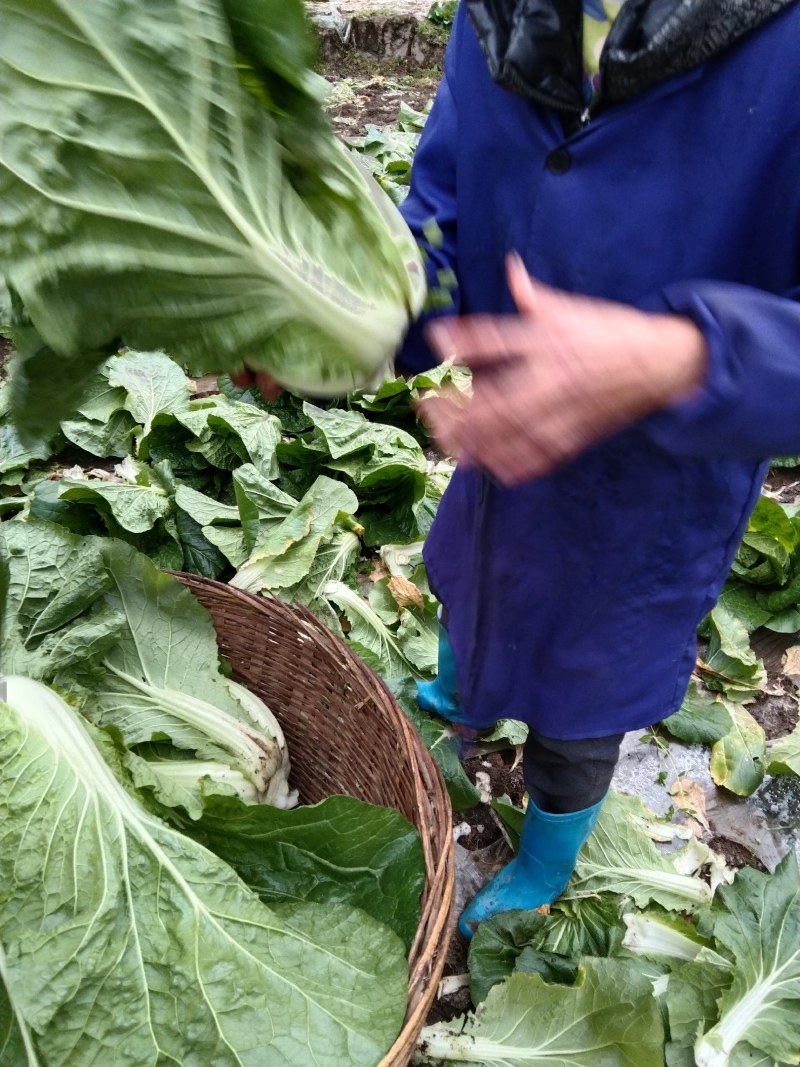 高山生态养生大白菜