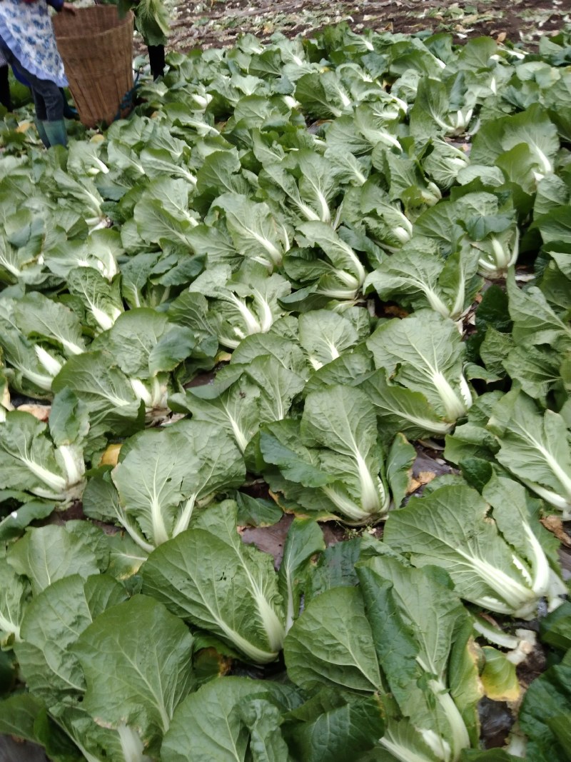 高山生态养生大白菜