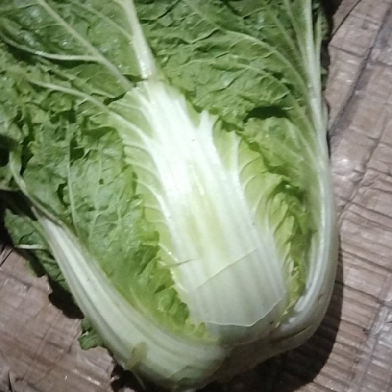 高山生态养生大白菜