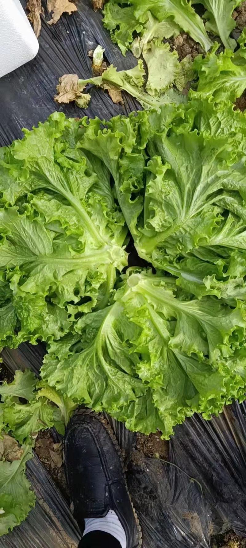 精品散叶花叶生菜产地河北大叶生菜花叶质量保证可商超对接