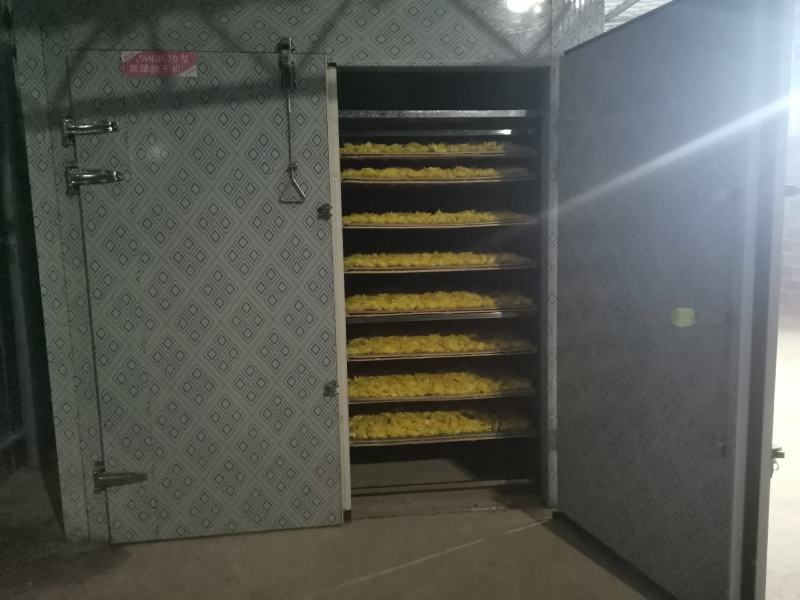金丝皇菊