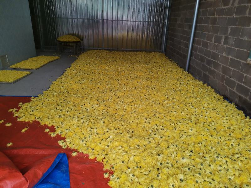 金丝皇菊