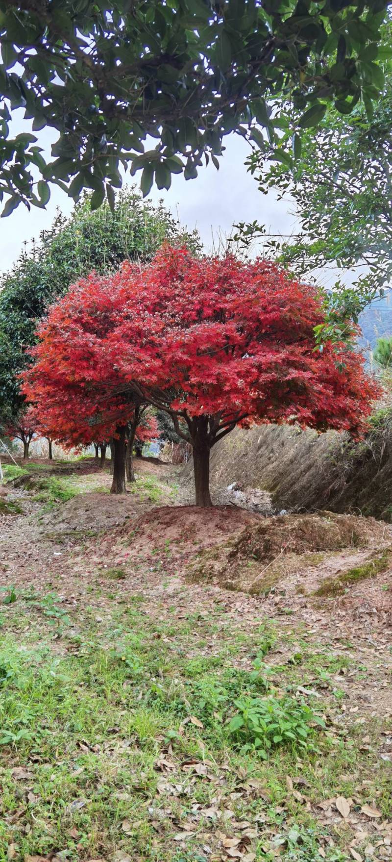 超靓红枫树